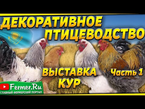 Видео: Величественные Брамы различных окрасов на выставке породных кур в Шымкенте. Эксперт А.Б. Вахрамеев