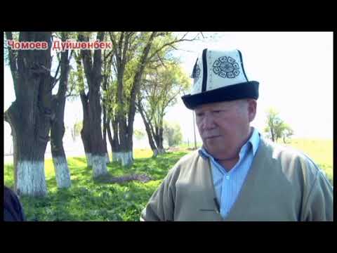 Видео: Төө уйгак өпкө ооруга миңдин бири. Дүйшөн Чомо уулу