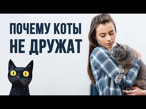 Видео: Чтобы подружить кошек, учтите это ...