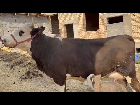 Видео: Молхои Элита Аз Фермаи Акаи СалимБобо Арзон Оча Бача ва Бугуз 7.октября 2025 г