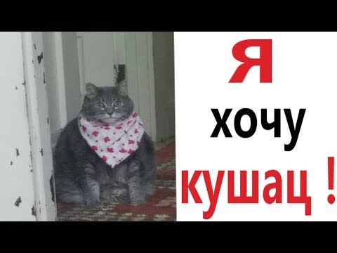 Видео: Лютые приколы. КОТ ХОЧЕТ КУШАТЬ!!! Самое смешное видео! Засмеялся проиграл! – Domi Show!