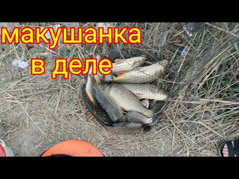 Видео: Макушанка-один из лучших монтажный на карповых рыб