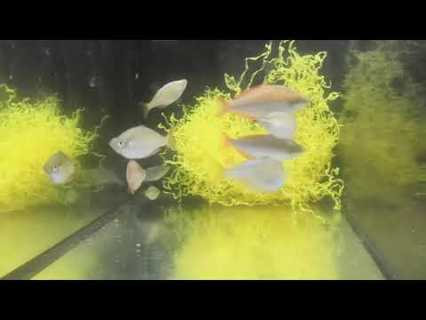 Видео: Неоновые радужницы  Учимся разводить