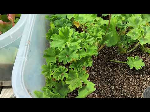 Видео: #804. Летнее черенкование пеларгоний,полив,содержание черенков