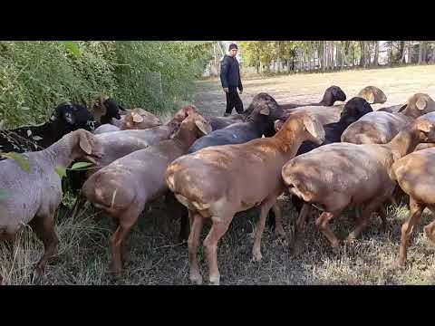 Видео: Закир Жумабаевдин АРАШАН койлору || Кантип кой көбөйткөн? жана пайдасы канча? || Элита койлор
