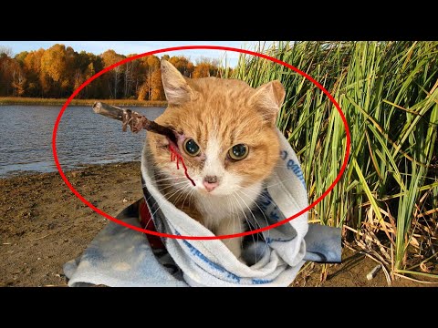 Видео: Мужчина нашёл раненного кота в камышах, но то, что происходило потом – ПРИВЕЛО В ШОК!