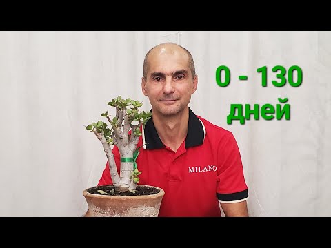 Видео: Как развивалась Крассула за 130 дней после обрезки | Толстянка | Денежное дерево
