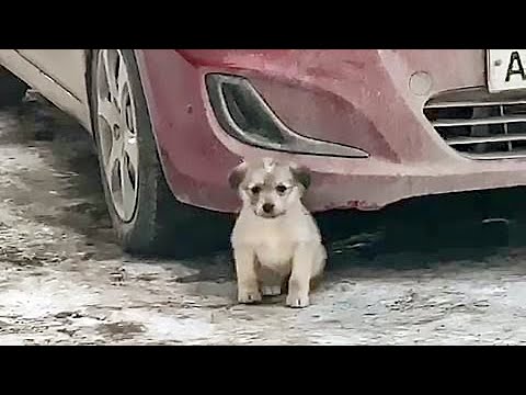 Видео: Что стало с щенком найденным под машиной История щенка Акеллы