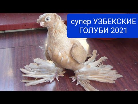 Видео: супер УЗБЕКСКИЕ ГОЛУБИ 2021 Узбекские голуби отличаются оригинальным внешним видом