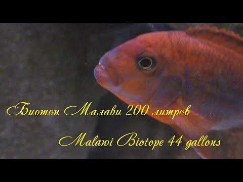 Видео: Биотоп Малави 200 литров