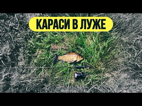 Видео: | 🔥 ОГРОМНЫЕ КАРАСИ в луже 🔥 | Реальный мормышинг в городе 💥 | #мормышинг #рыбалка #спиннинг