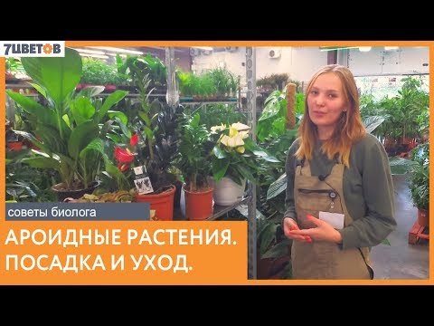 Видео: Ароидные растения - выбор, посадка и уход | Советы биолога 7ЦВЕТОВ