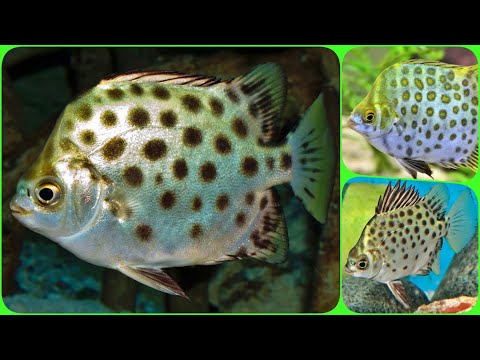 Видео: Аквариумная рыбка Скатофагус Зелёный Аргус Содержание в аквариуме разведение и совместимость