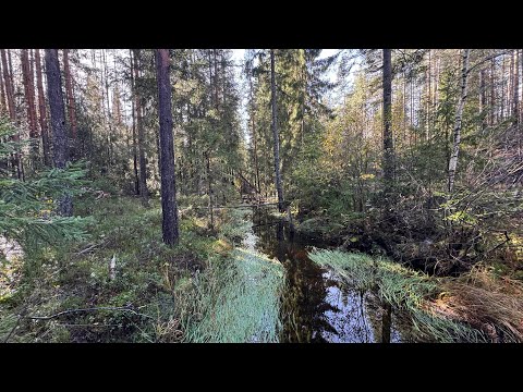 Видео: УЧУ НОРВЕЖСКИЙ И ПЫТАЮСЬ ПОНЯТЬ NORGEPRIS - ВСЁ НЕ ТАК ПРОСТО!😊#жизньвнорвегии #норвегия #семья 