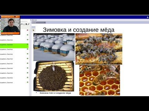 Видео: Коммуникация пчел