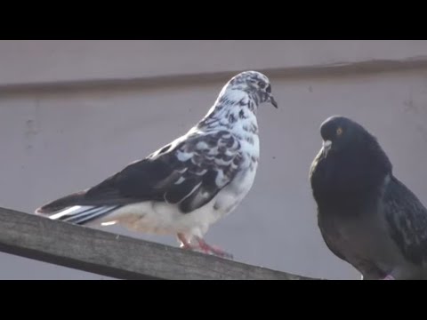 Видео: Захвостолупили