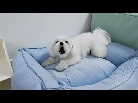 Видео: Щенок, который не боится, что кто-то не мальтийский