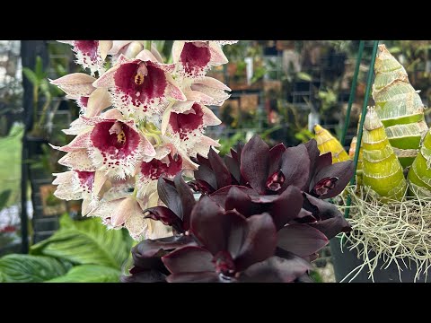 Видео: Catasetum, Clowesetum, Cycnoches в моей коллекции