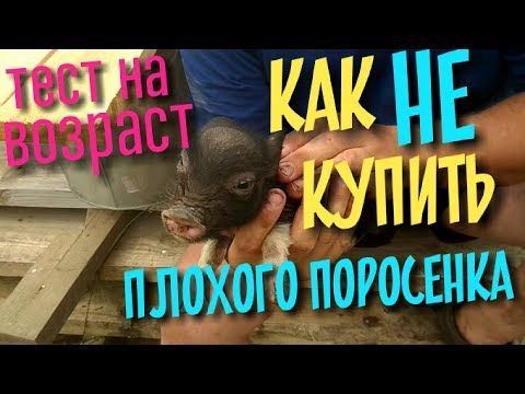 Видео: Как не купить плохого поросёнка. Определяем возраст. Миссия АнТиЛоХ / Вьетнамские свиньи