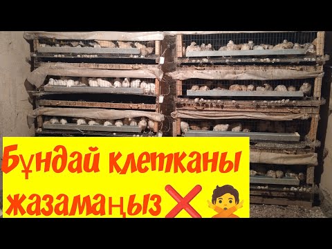 Видео: Клетка қандай болуы керек🤔/клетканың кемшіліктері