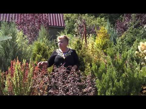 Видео: КОГДА НАЧИНАТЬ ПЕРЕСАДКУ РАСТЕНИЙ? ОСЕНЬ.