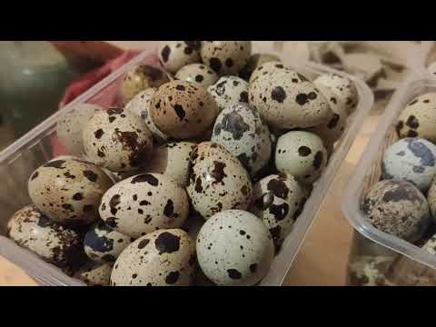 Видео: зимнее содержание перепелов. личный опыт. первая зима