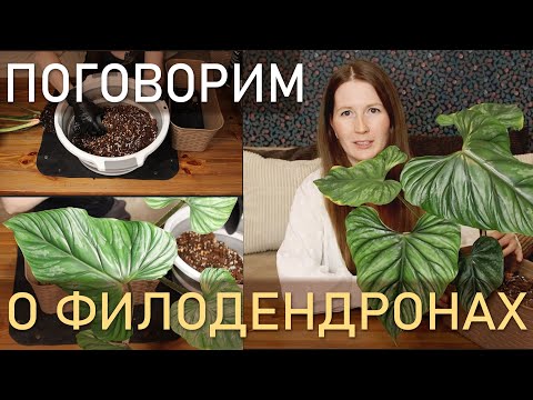 Видео: ПОГОВОРИМ о филодендронах + ПЕРЕСАДКА