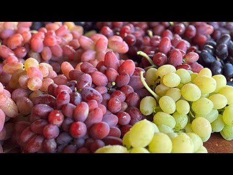 Видео: Фаворити та новинки винограду 2025 і не тільки