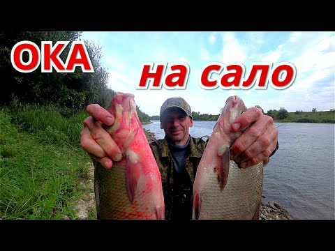 Видео: ЛЕЩЁВЫЙ ДУБЛЬ НА САЛО. ДОНКА и ФИДЕР на ОКЕ август 2021.