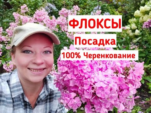 Видео: Флоксы: посадка, почва, уход, черенкование. Как выращивать флоксы. Как сажать флоксы