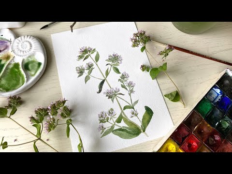 Видео: Душица + акварель. Рисуем вместе ❤️