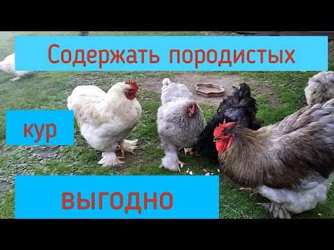 Видео: Выгодно ли содержать породистых кур?Кохинхины.