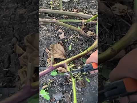 Видео: Осенняя обрезка ежевики. Омск.