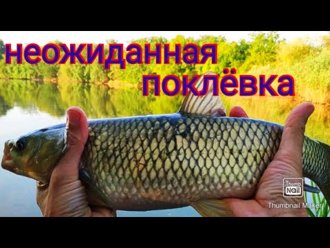 Видео: neoline 0.1-2#амур на мормышку#мой мормо-трофей#мормышинг#