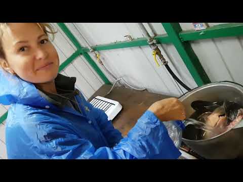 Видео: КАКТАЛ УХА ИКРЯНИК !!!