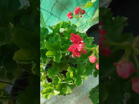 Видео: #21#Обзор цветущих 13.08.25.