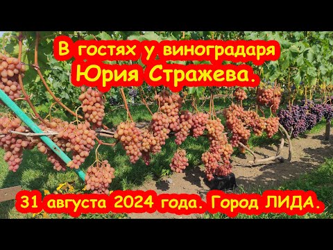 Видео: В гостях у виноградаря Юрия Стражева. 31 августа 2024 года. Город ЛИДА.