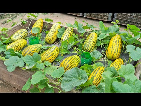 Видео: Не ожидала, что выращивать желтые арбузы на поддонах так много и так сладко