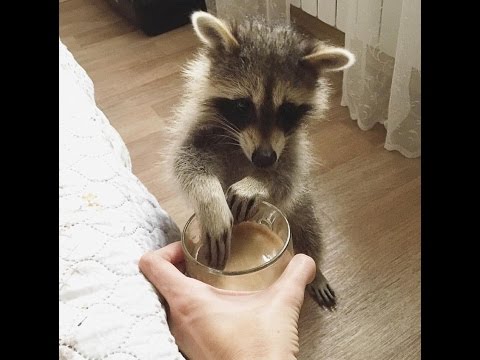 Видео: Популярный енот Тема / Star raccoon Tema