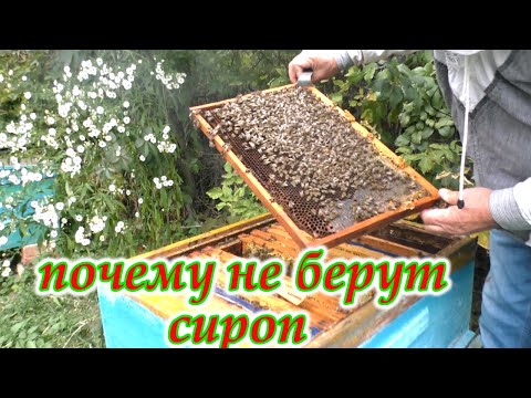 Видео: ЗАПАСЫ КОРМОВ в гнездах. ПОЧЕМУ ПЧЕЛЫ не берут сироп?