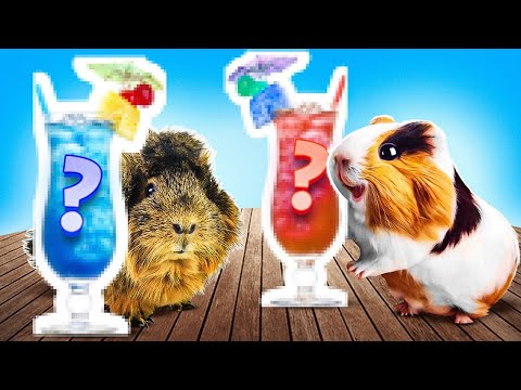 Видео: Морские свинки Бузя и Кузя СТАЛИ БАРМЕНАМИ на 24 часа | Челлендж