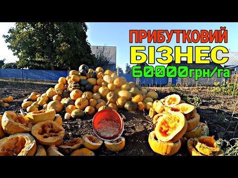 Видео: БІЗНЕС НА ГАРБУЗАХ
