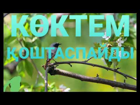Видео: КӨКТЕМ ҚОШТАСПАЙДЫ 1-ші бөлім | Повесть | Бақтияр Ерімбетов |
