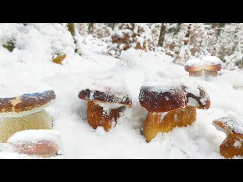 Видео: Грибы 2024 ШОК!!! ПЕРВЫЙ СНЕГ С ПОДОВИКАМИ Боровики ! СЕГОДНЯ ПОБЕДИЛИ ХОЛОДУ!❄️🌕 СБОР ГРИБОВ