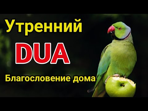 Видео: утренний дуа. дуа каждое утро
