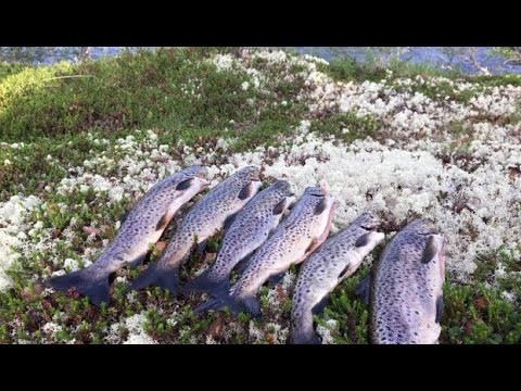 Видео: ПЕШКОМ ЗА КУМЖЕЙ. Тундра Кольского полуострова | Fishing for Salmo trutta