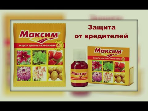 Видео: Препарат "Максим!Полная инструкция по применению.101