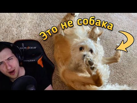 Видео: Hellyeahplay смотрит: Без пол-литра не разберёшься!