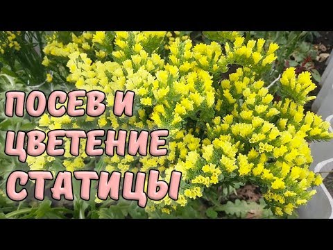 Видео: Статица. Цветение, посев