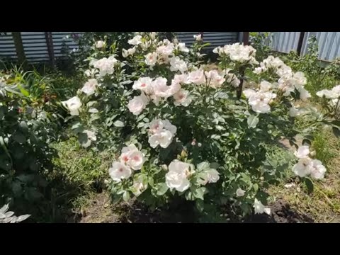 Видео: Роза Жаклин дю Пре-одна из лучших роз моего сада❣️❣️❣️Сад манит и удивляет👋👋 Не обижайте меня🙏🏻🙏🏻